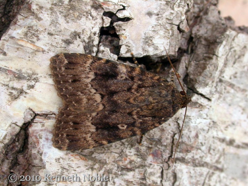 copper underwing agg ex10909 _800_.JPG